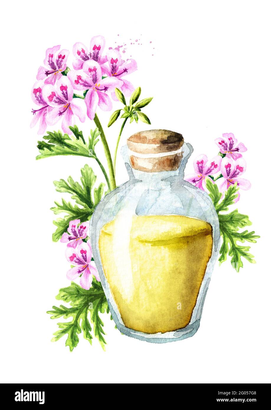 Pelargonium graveolens or Pelargonium x asperum, geranium flower and essential oil. Watercolor hand drawn illustration isolated on white background Stock Photo