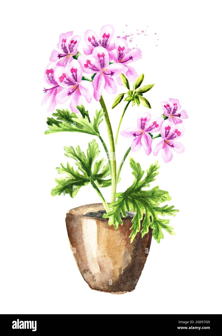 Pelargonium graveolens or Pelargonium x asperum, geranium plant in the flower pot. Watercolor hand drawn illustration, isolated on white background Stock Photo