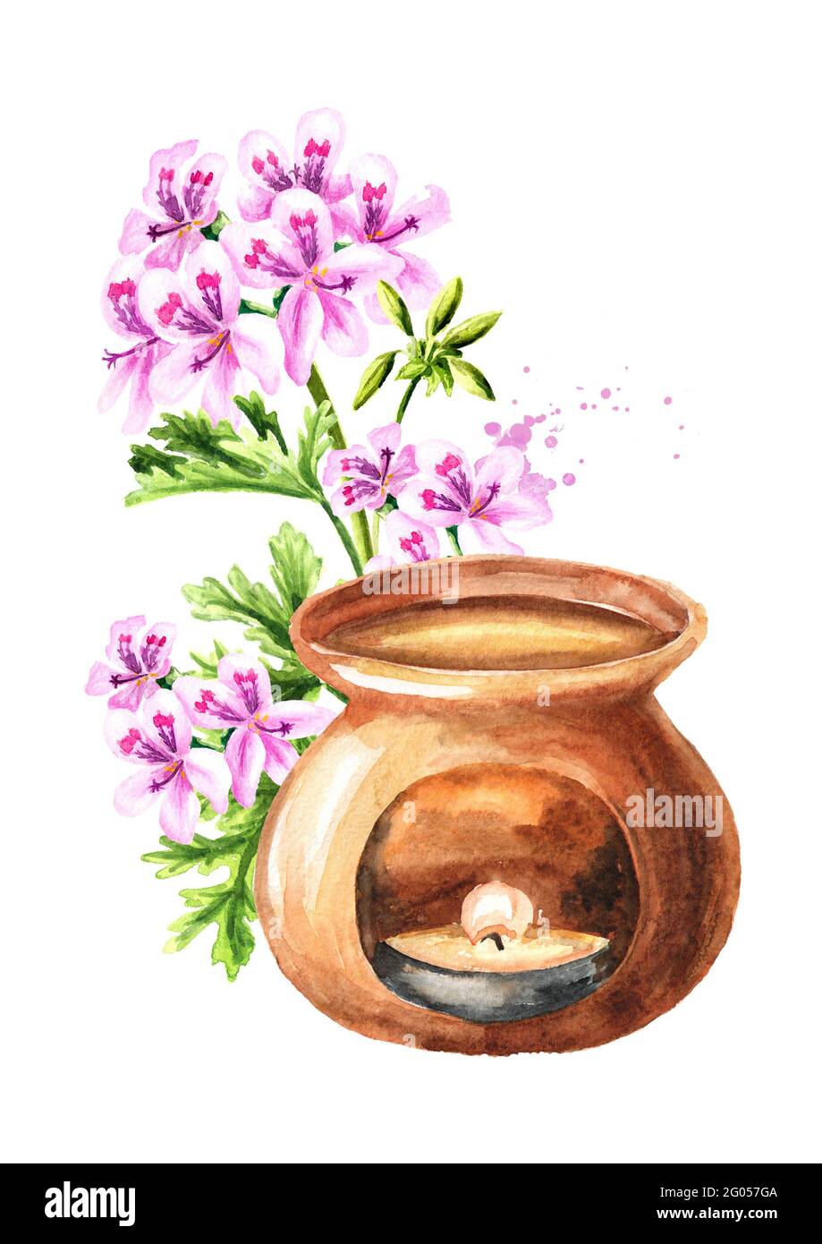 Pelargonium graveolens or Pelargonium x asperum, geranium flower essential oil and aroma lamp. Watercolor hand drawn illustration, isolated on white b Stock Photo