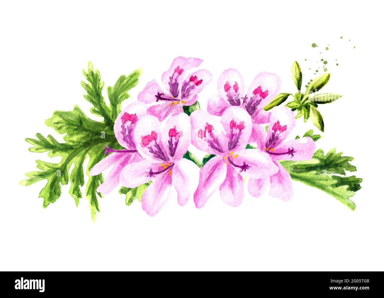 Pelargonium graveolens or Pelargonium x asperum, geranium flower with leaves. Watercolor hand drawn illustration  isolated on white background Stock Photo