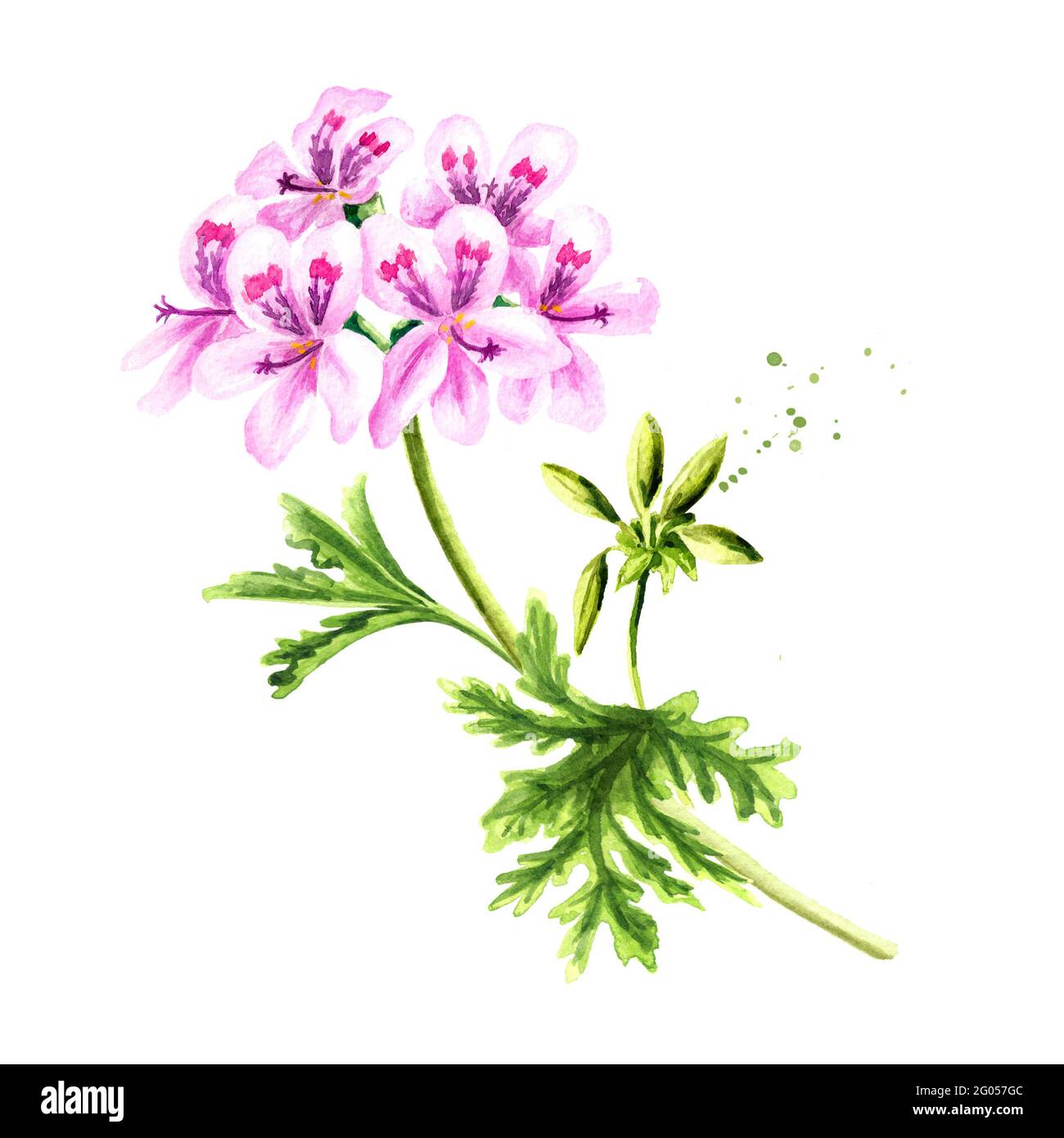Pelargonium graveolens or Pelargonium x asperum, geranium plant, flower with leaves. Watercolor hand drawn illustration, isolated on white background Stock Photo