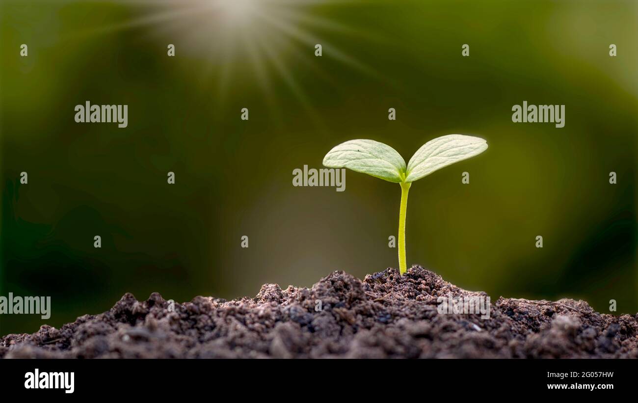 The natural growth of plants on the soil, concepts of sustainable agriculture and plant growth. Stock Photo