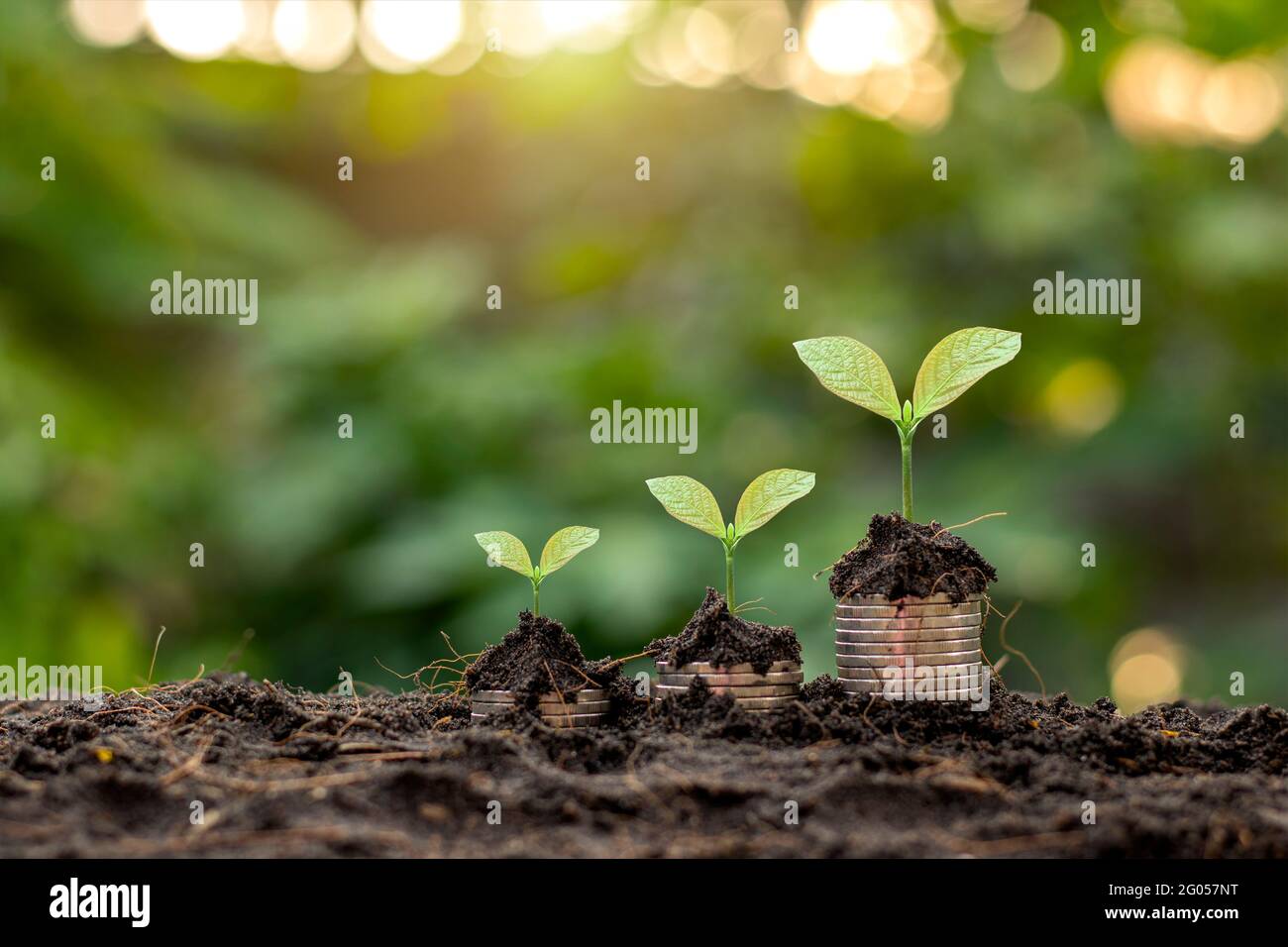 Financial and business growth success concept with coin tree planting and blurred green background. Stock Photo