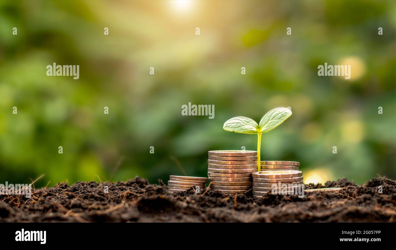 A seedling growing on a pile of coins has a natural backdrop, blurry green, money-saving ideas and economic growth. Stock Photo