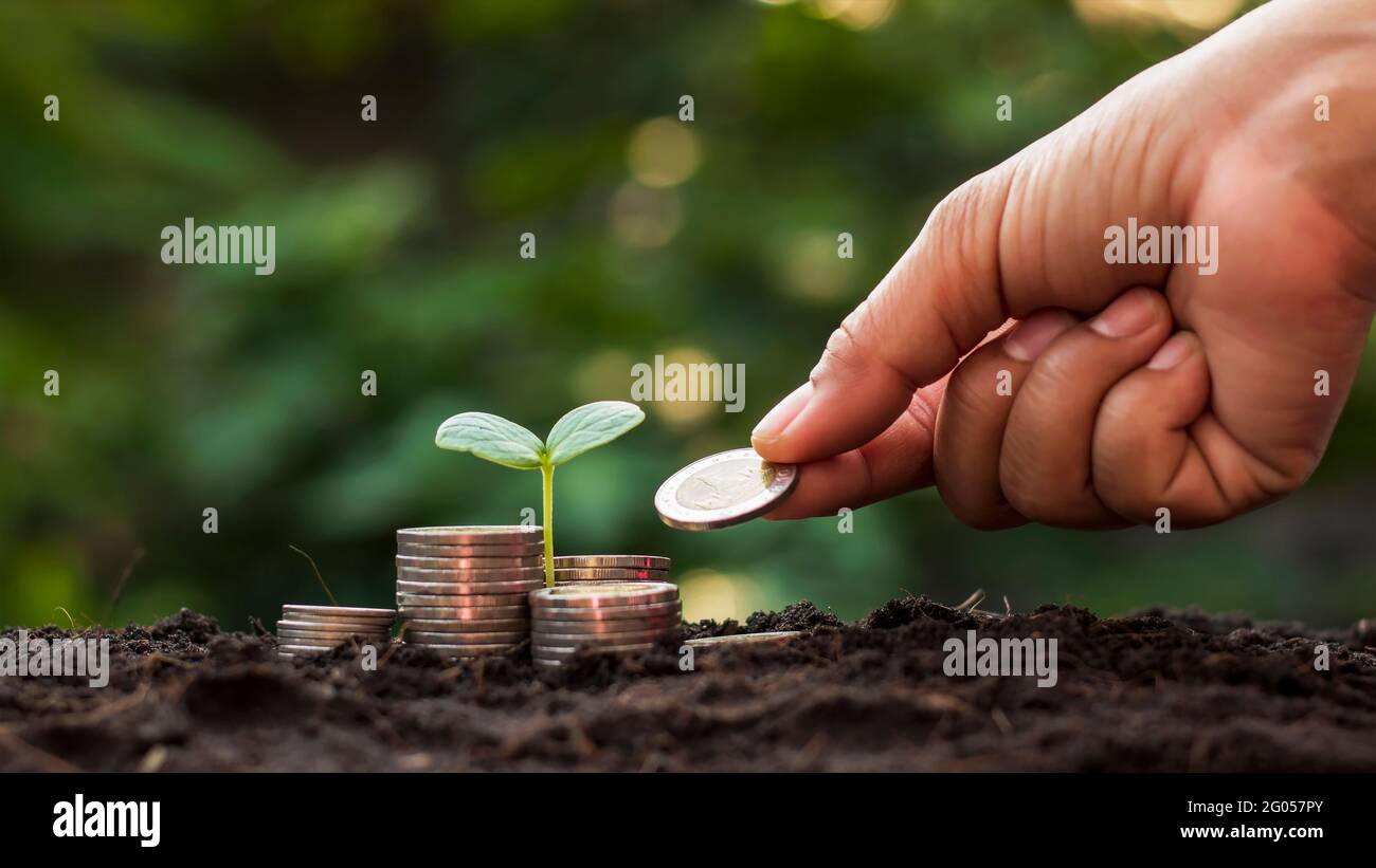 A seedling growing on a pile of coins and a hand that is giving coins to the tree, ideas for saving money and growing economically. Stock Photo
