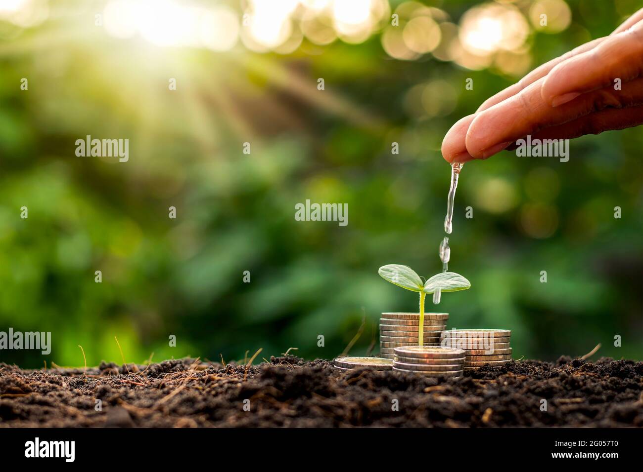 The business man's hand is watering the plants growing on the pile of coins stacked on the ground financial growth and business management ideas. Stock Photo