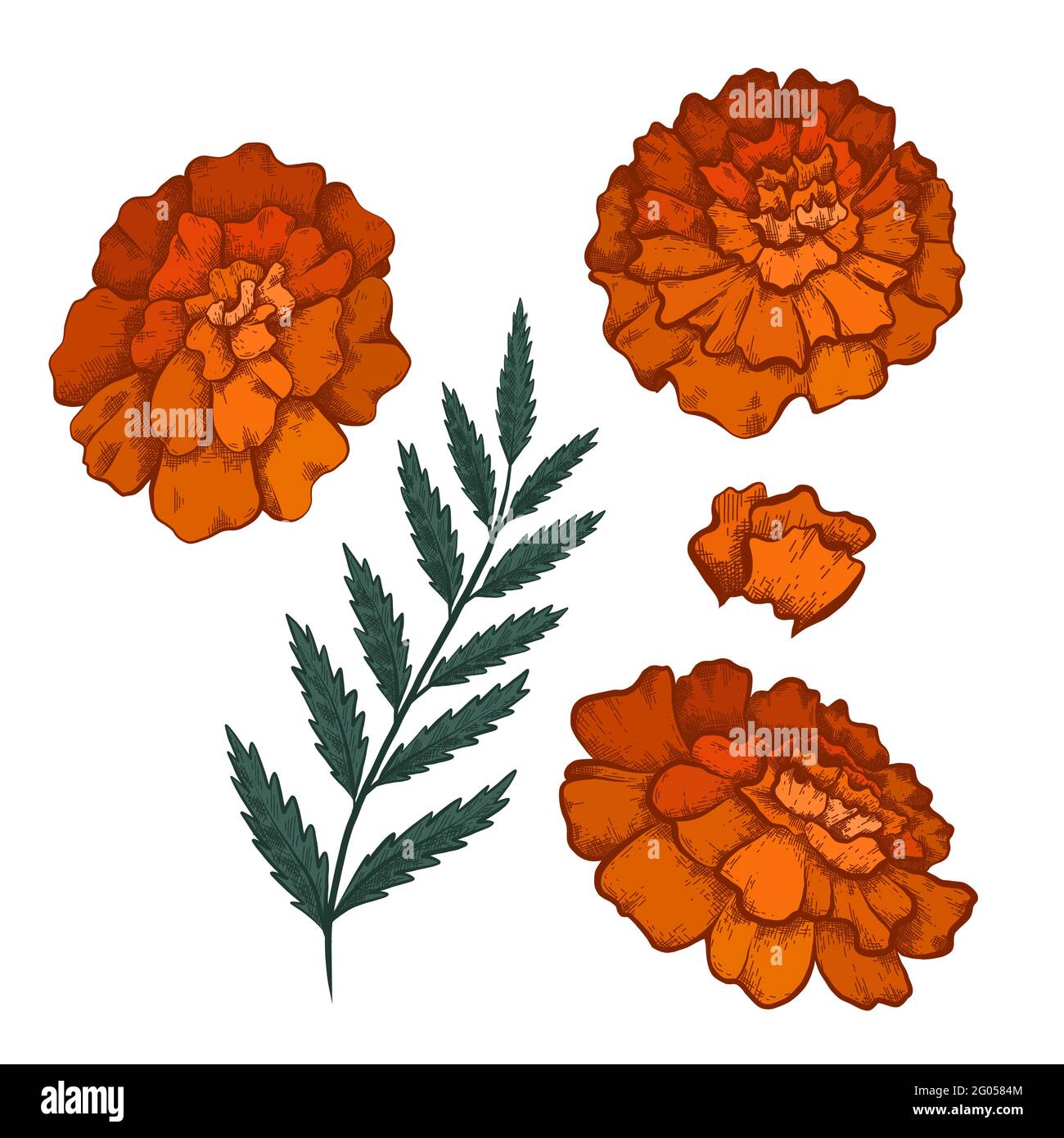 Flower Colour Sketches