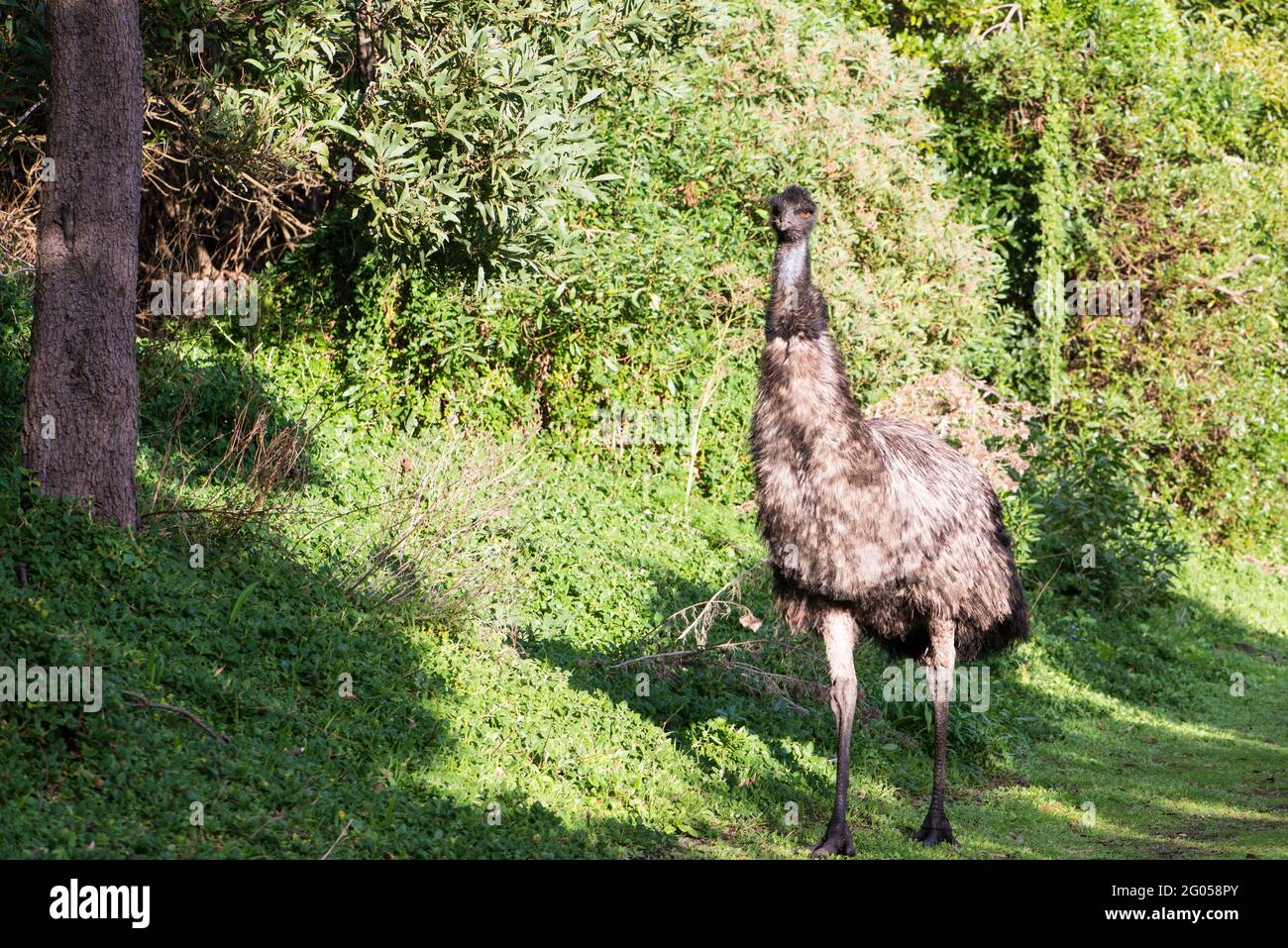 Emu at Tower Hill game park Stock Photo