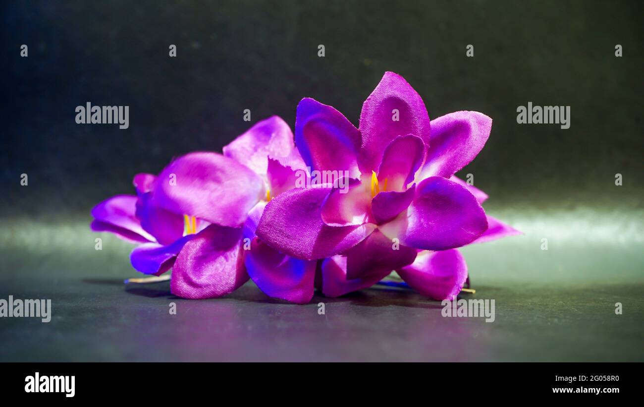 Close-up of beautiful flowers Stock Photo