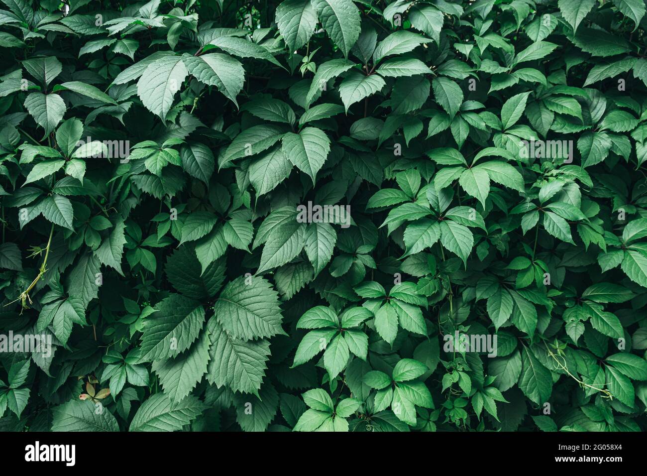 Texture of many fresh beautiful leaves of green wild grape. Natural background. Stock Photo