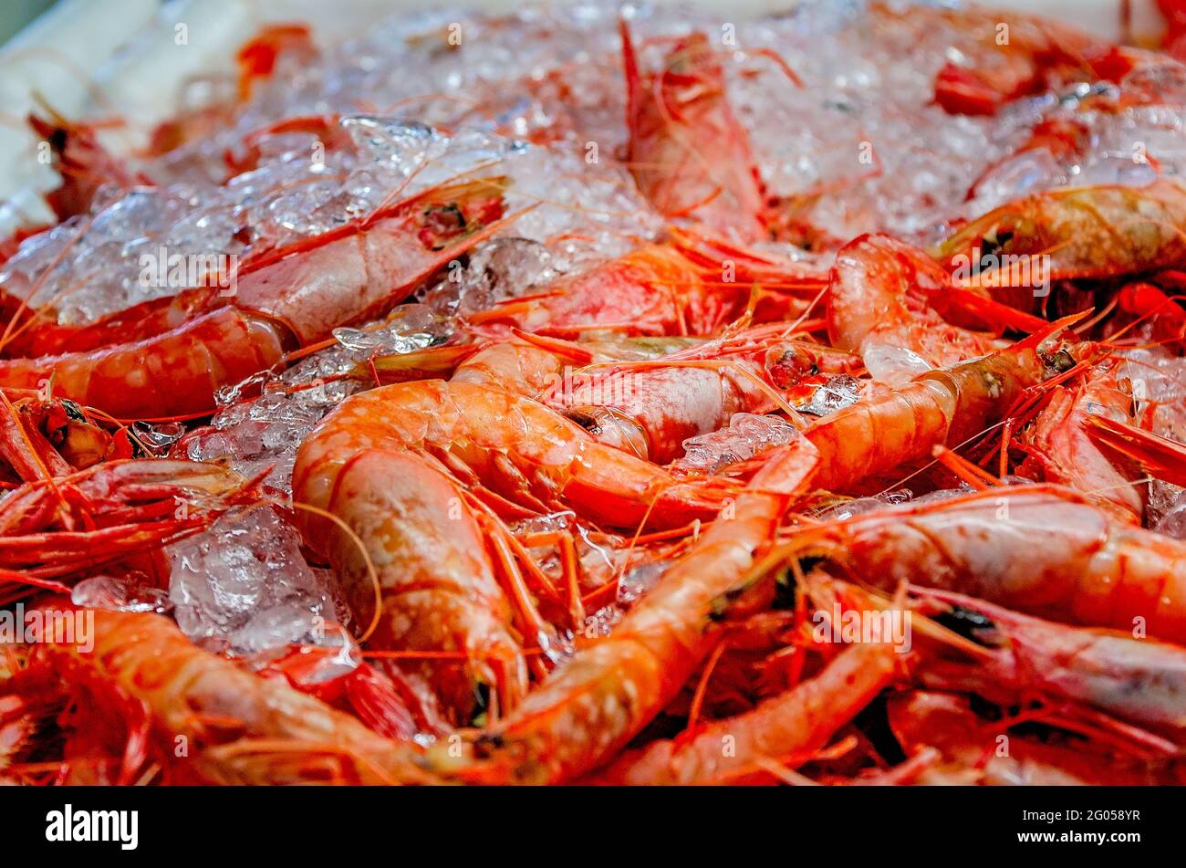 what are royal red shrimp
