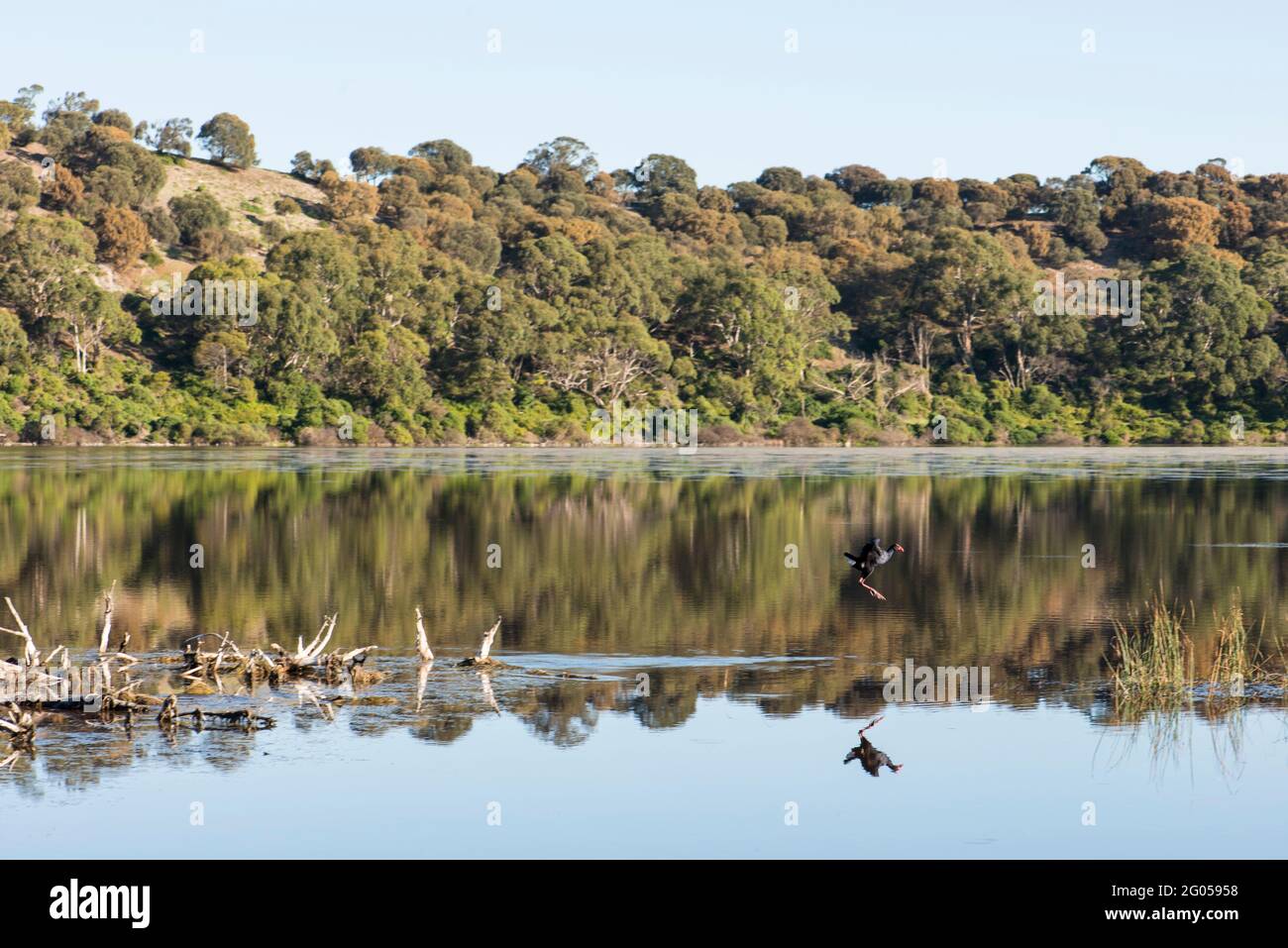 Dusky Moorhen in flight, Tower Hill, Victoria Stock Photo