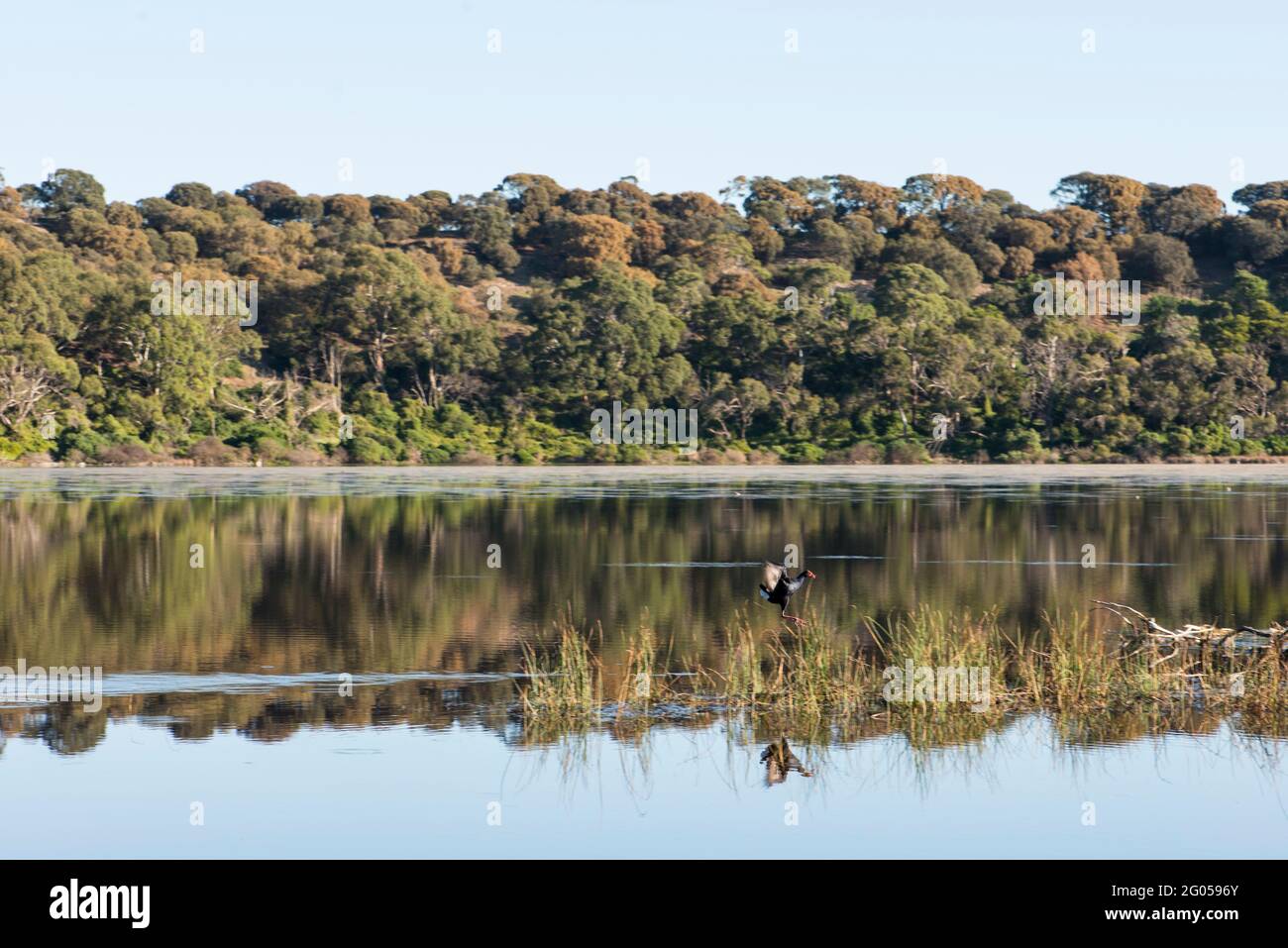 Dusky Moorhen in flight, Tower Hill, Victoria Stock Photo