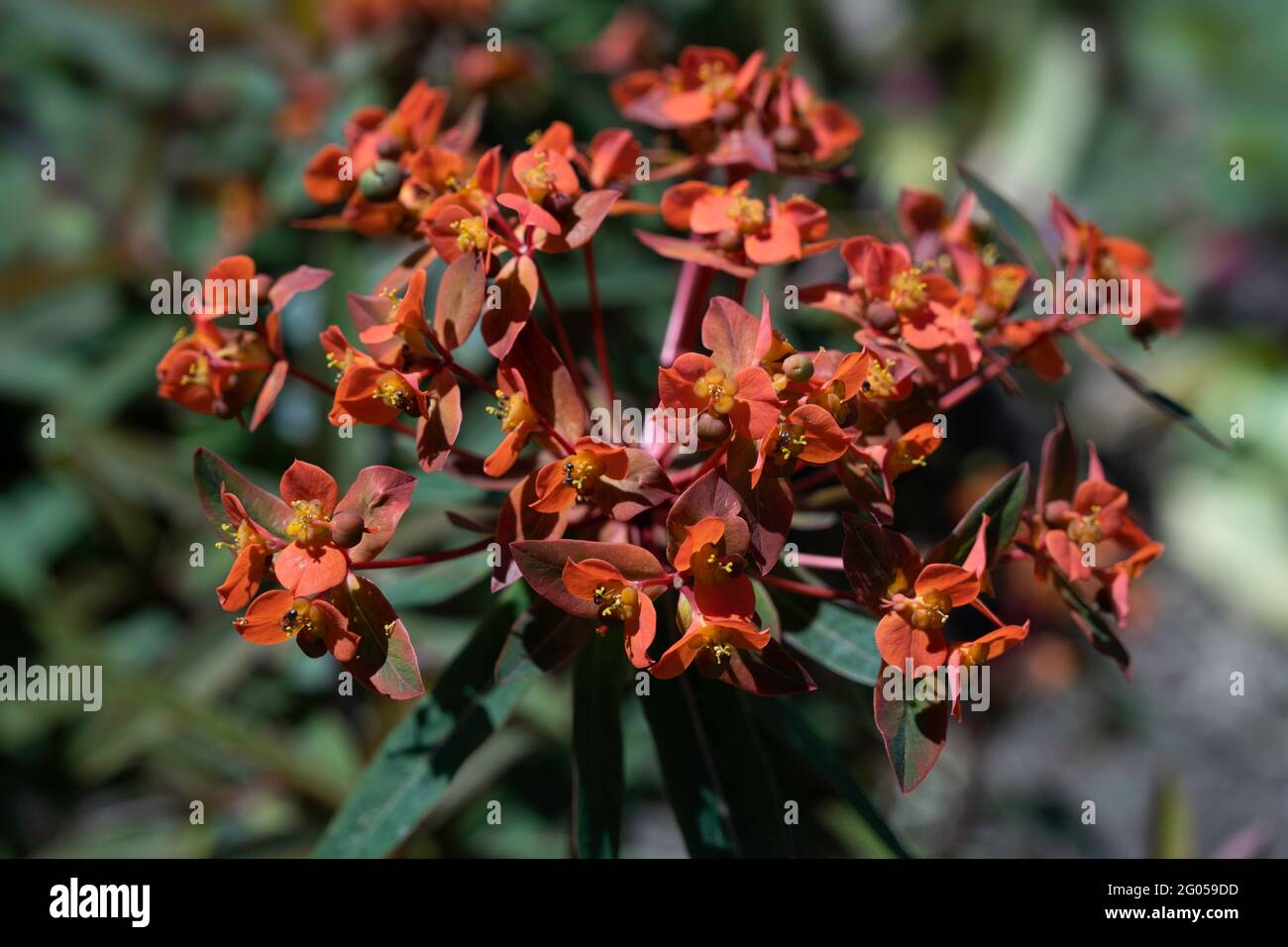 Bright Euphorbia Griffithii is a species of flowering plant in the spurge family Euphorbiaceae. Green blurred background Stock Photo