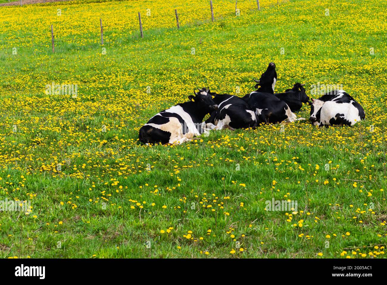 Black and white cows in a green grassy field on a bright and sunny day ...