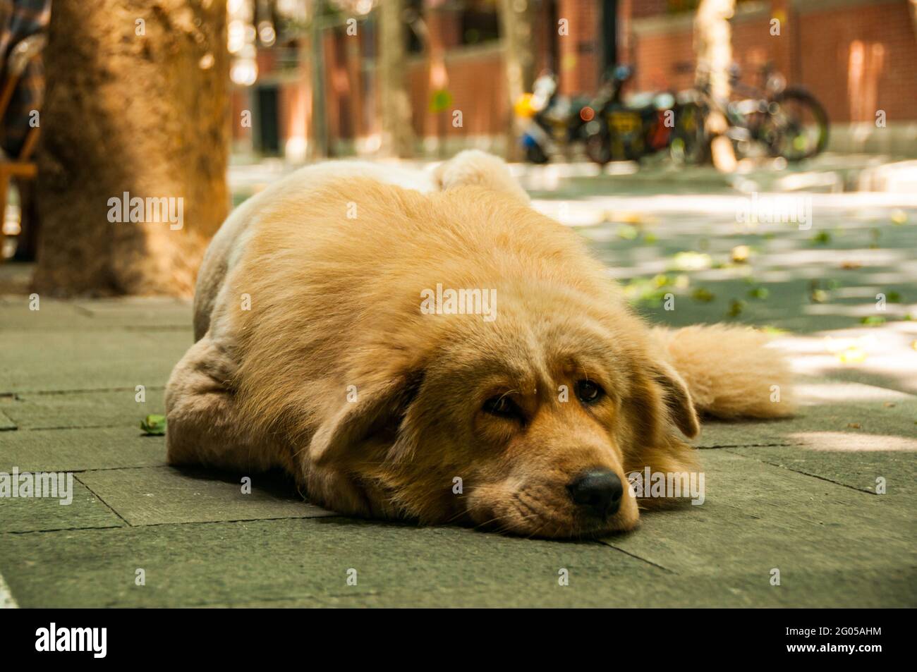 A golden retriever named Sa Sa sporting a lion style haircut lying on the pavement on Zizhong Road in Shanghai, China. Stock Photo
