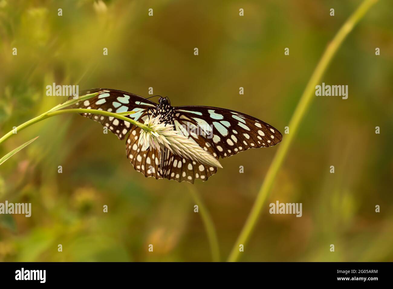 Butterfly photography hi-res stock photography and images - Alamy