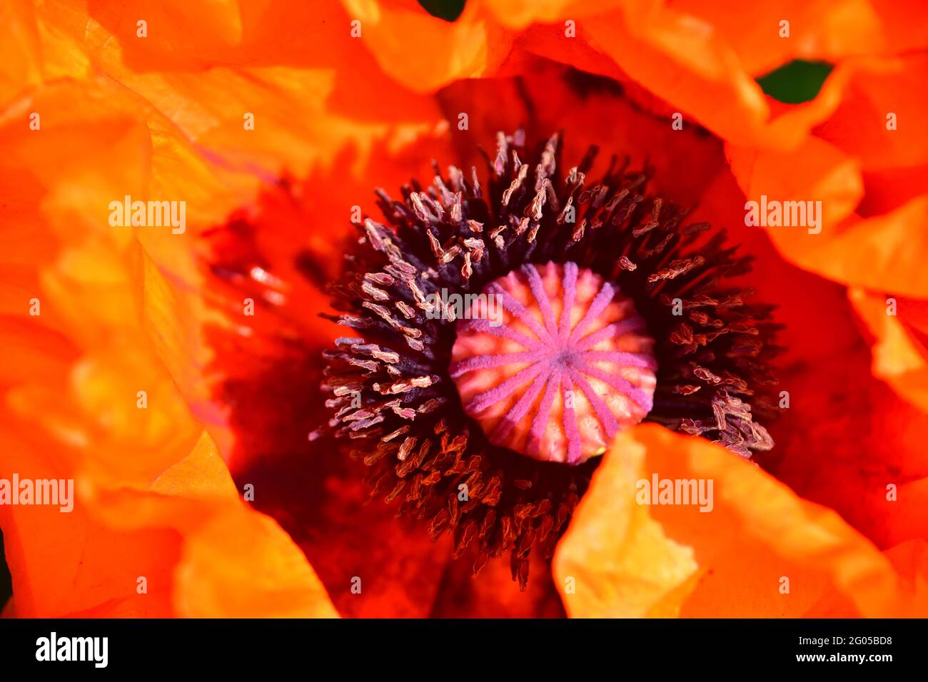 Close-up of Oriental Poppy Stock Photo