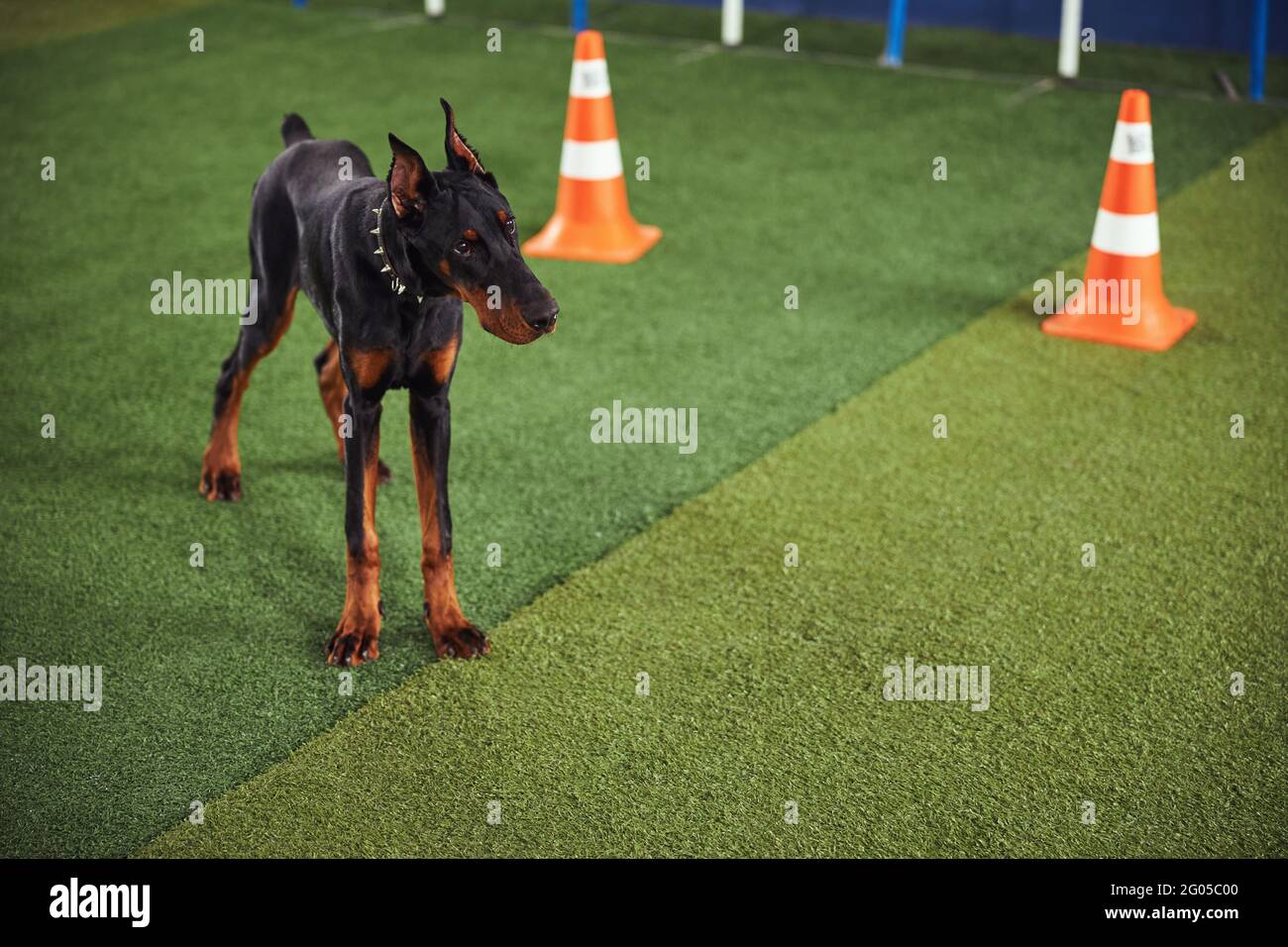Dog with a sleek coat and a docked tail standing indoors Stock Photo