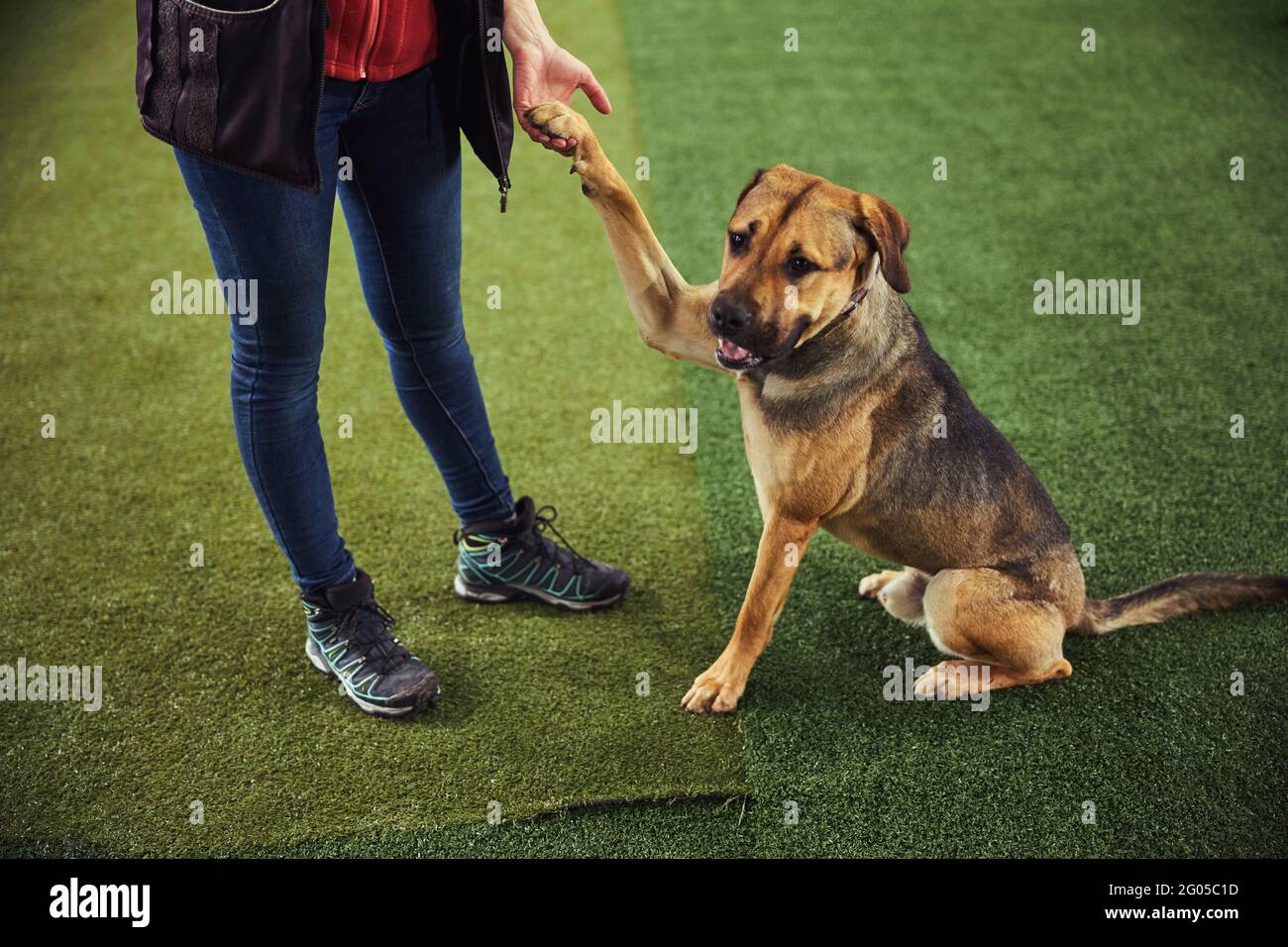 Professional handler practicing a new command with a dog Stock Photo ...