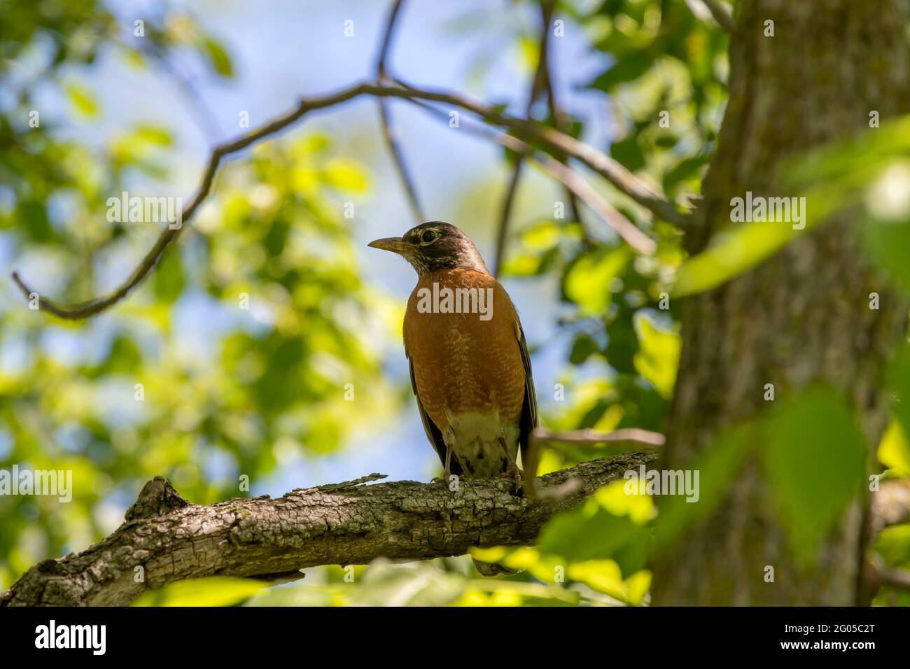 The American robin (Turdus migratorius) is a migratory songbird,  state bird of Connecticut, Michigan and Wisconsin. Stock Photo