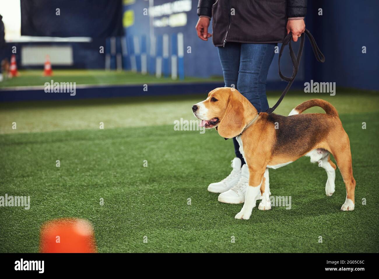 Female trainer teaching an obedient cute beagle the Heel command Stock Photo