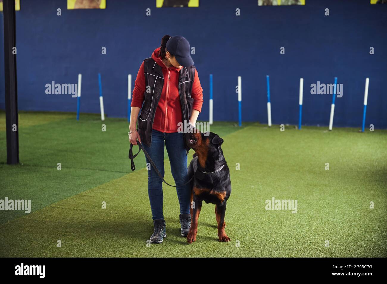 Experienced handler teaching an obedient Rottweiler a new command Stock ...