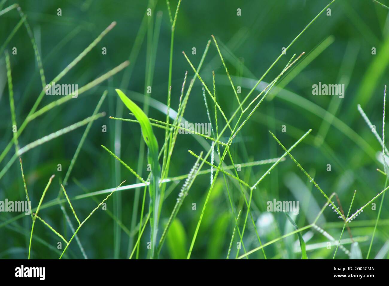 Background of green grasses, light green wallpaper. Poaceae or Gramineae is a large and nearly ubiquitous family of monocotyledonous flowering plants Stock Photo