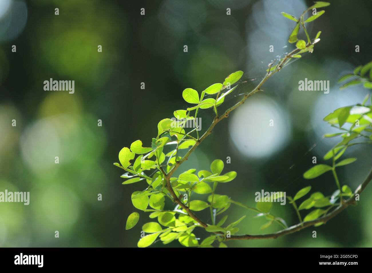 Wood apple plant leaves beautiful background. Wood apple is a common name for several trees of Aurantioideae with edible fruits and may refer to: Aegl Stock Photo