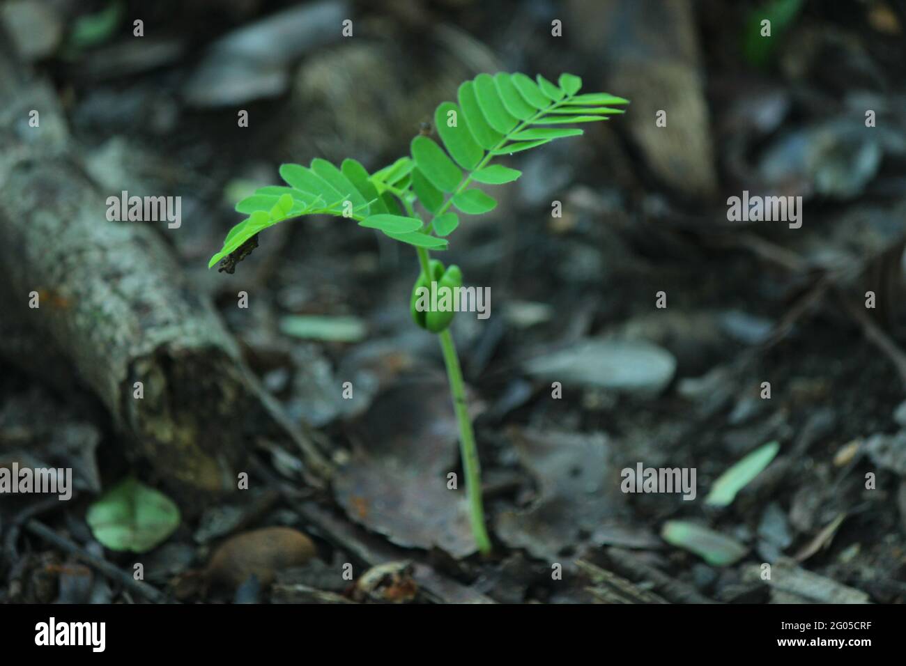 Tamarind is a leguminous tree bearing edible fruit that is indigenous