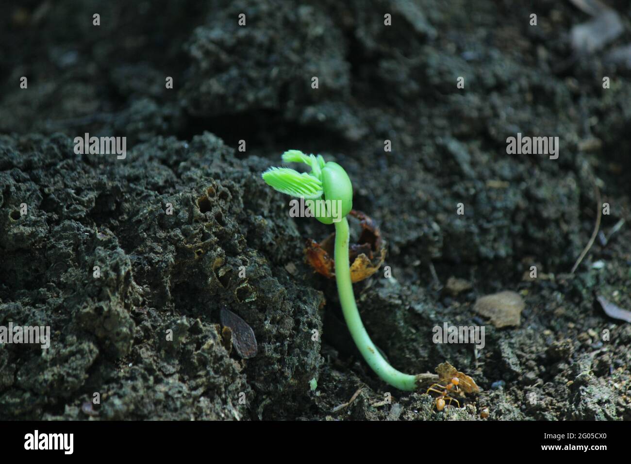 Tamarind seedling, plant just come out from the seed. Tamarind is a