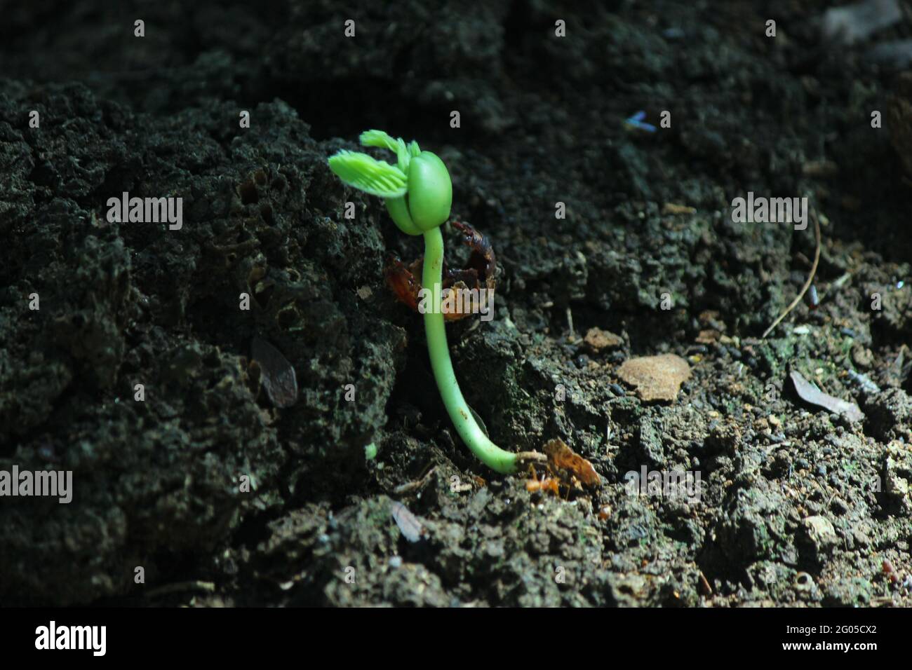 Tamarind seedling, plant just come out from the seed. Tamarind is a