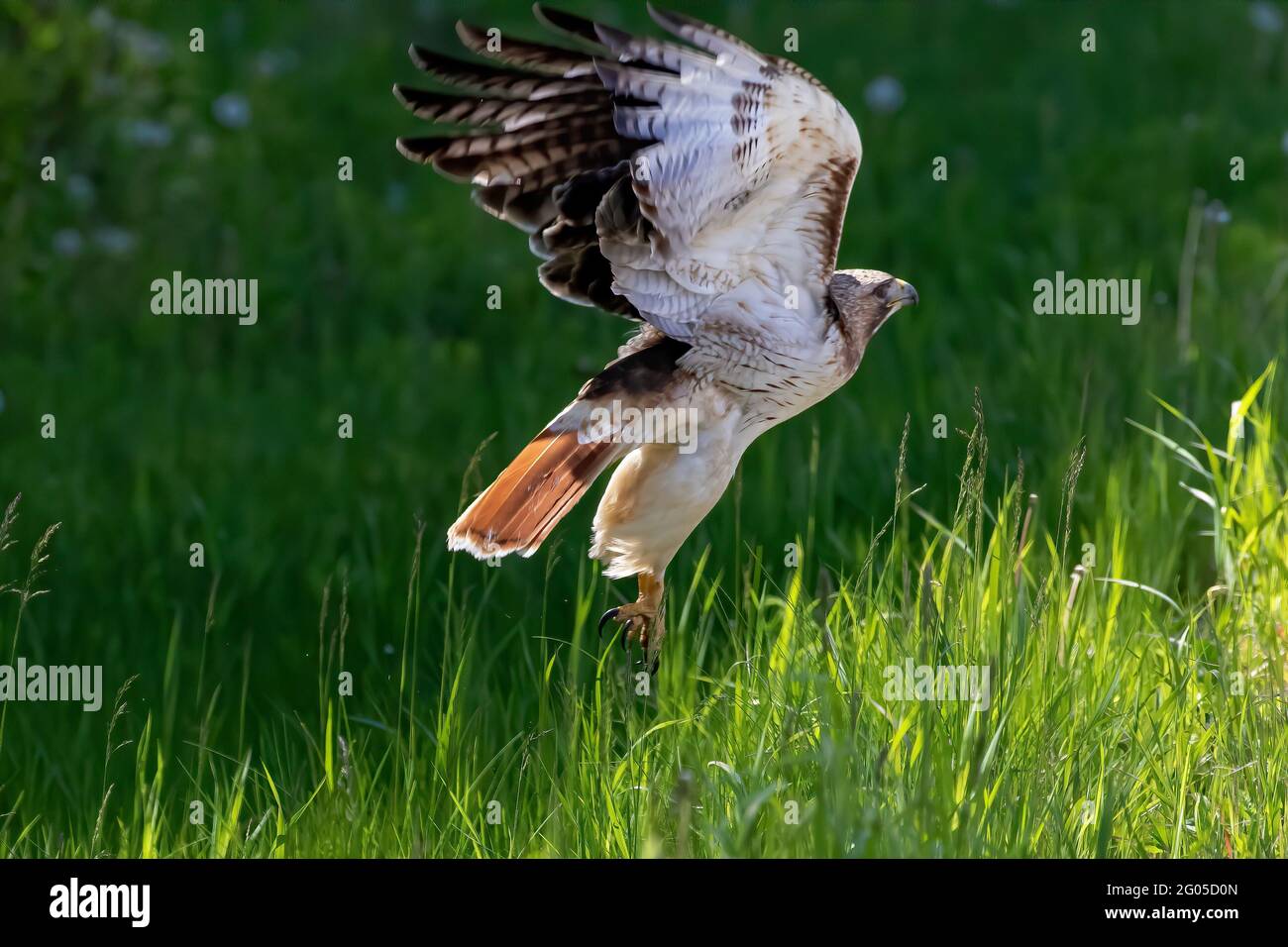 The red tailed hawk in flight. Scene during nesting Stock Photo - Alamy