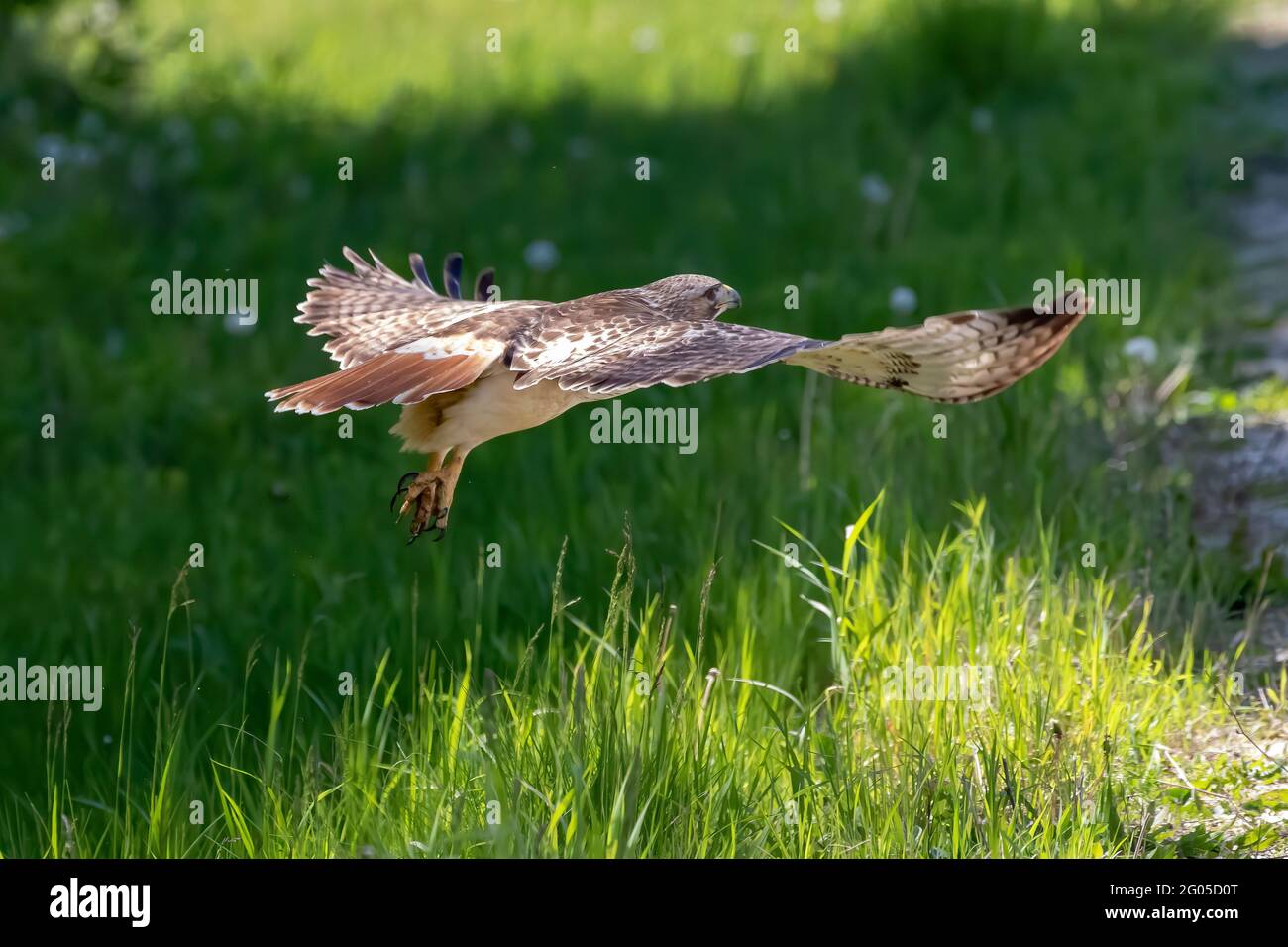 The red tailed hawk in flight. Scene during nesting Stock Photo - Alamy