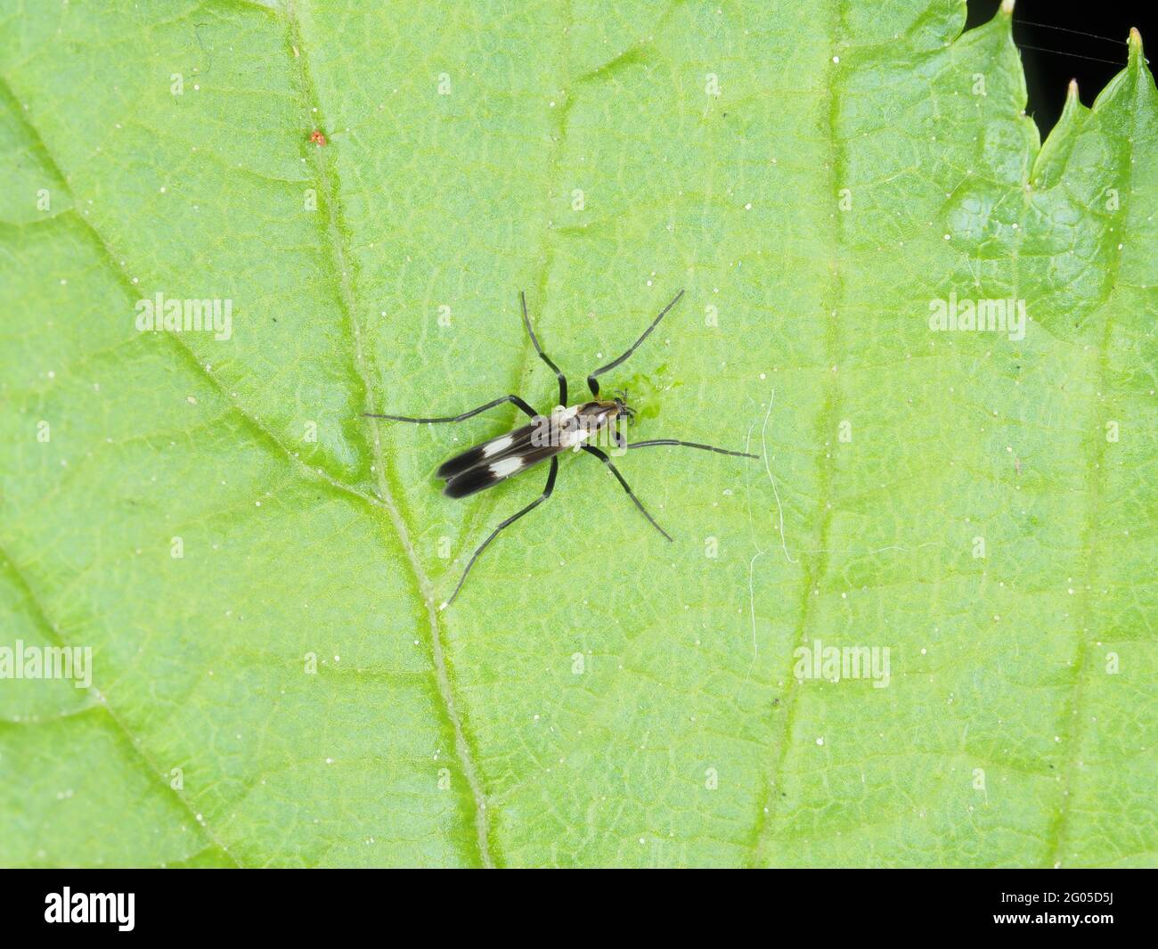 Chironomidae (nonbiting midge) insect macro photography Stock Photo