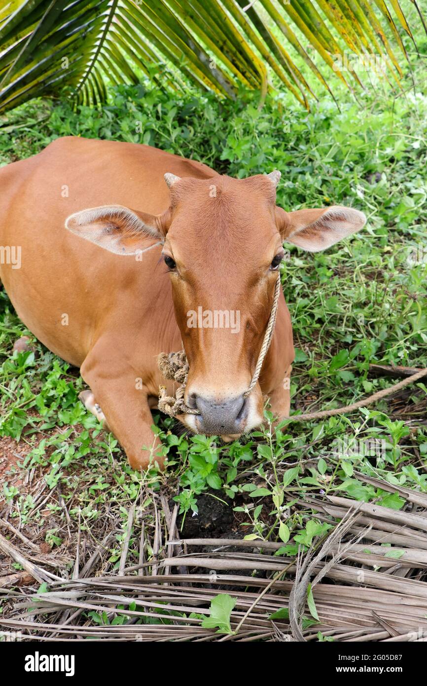 close up photograph of an innocent brown cow staring at the camera with ears wide open Stock Photo