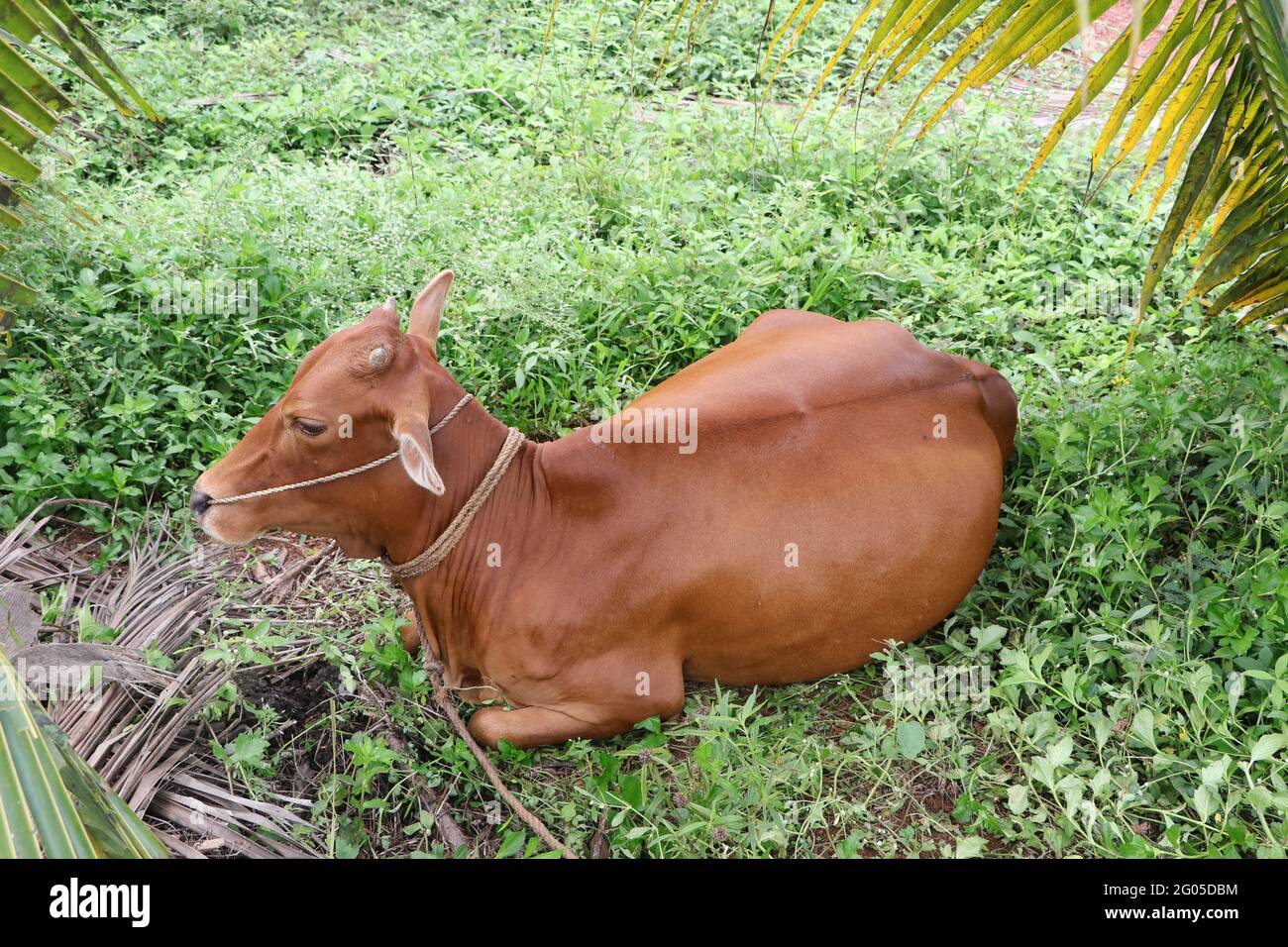 full photograph of an innocent brown cow resting on a green field 