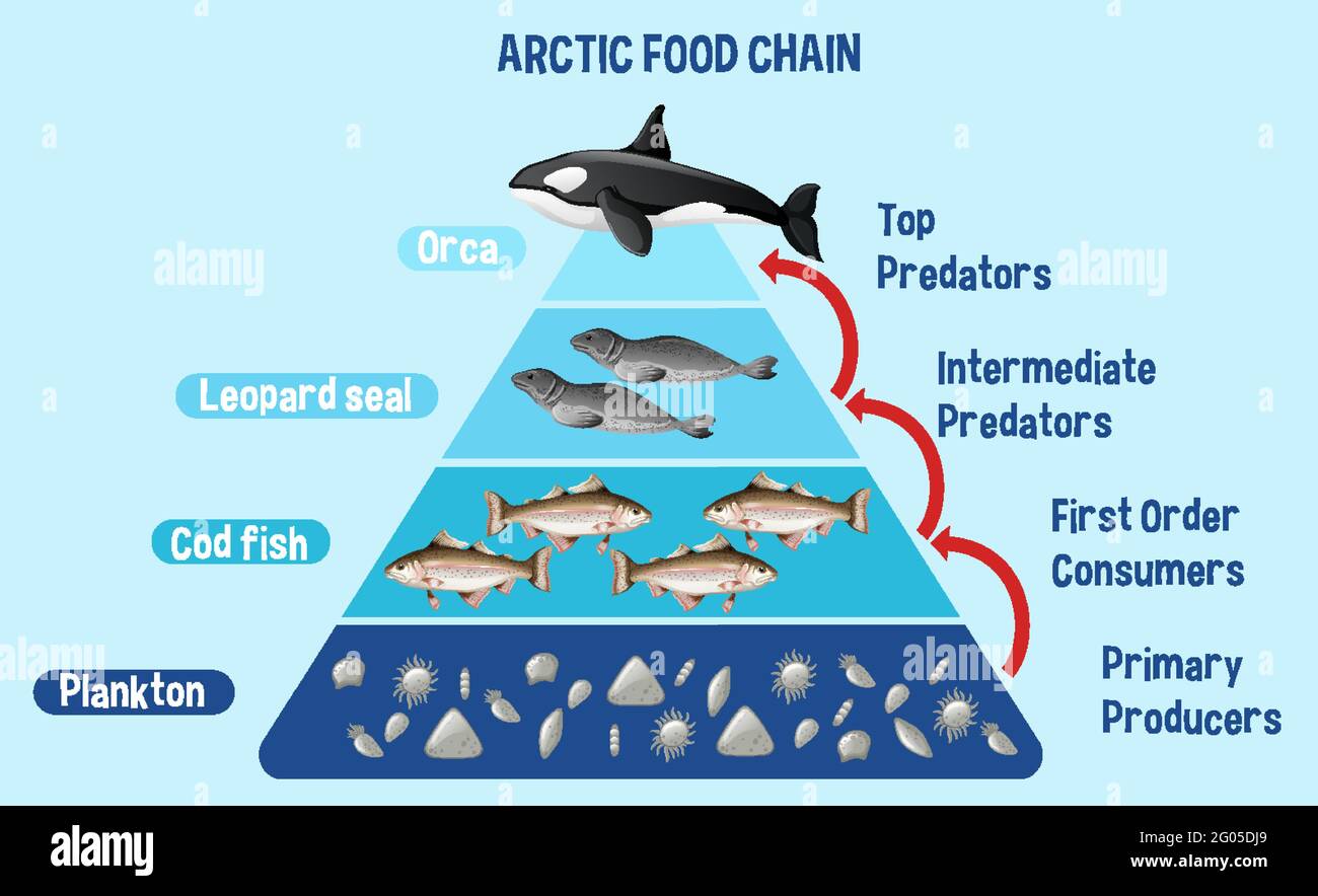 Diagram showing Arctic food chain for education illustration Stock ... Biology Diagrams