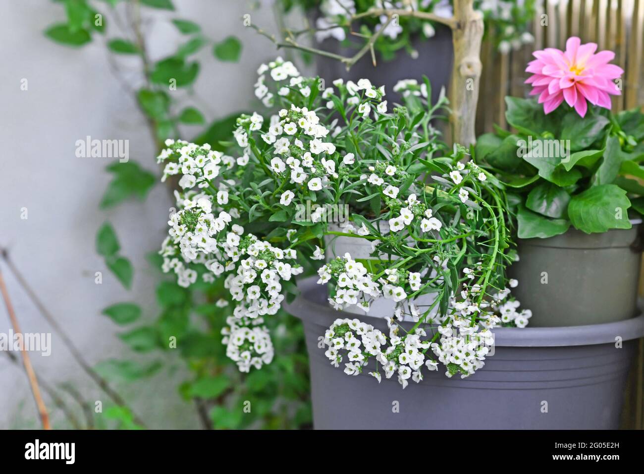 Potted 'Lobularia Snow Princess' plant with small white flowers Stock Photo