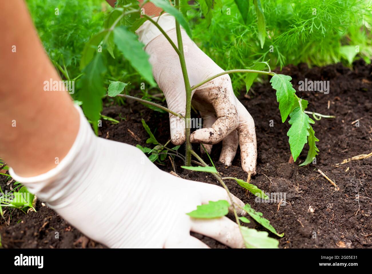 Woman hands planting young tomato plant. Close-up Stock Photo - Alamy