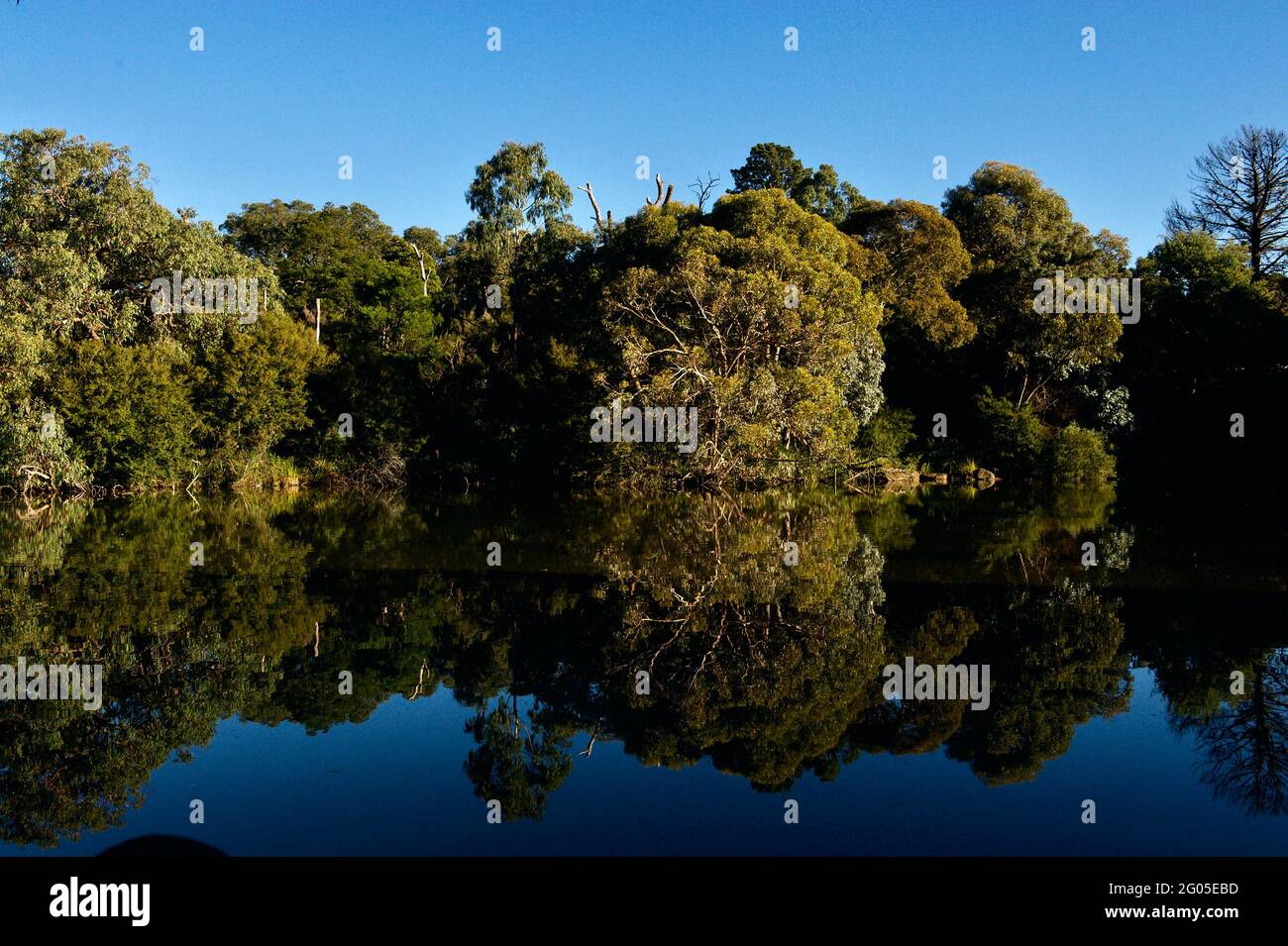 The greenery surrounding Ringwood Lake, in the City of Maroondah, Victoria, Australia, is reflected in the still water of the lake. Stock Photo