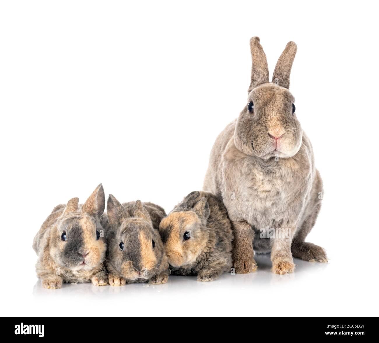 Rex Rabbit No Background rex rabbits in front of white background Stock Photo - Alamy