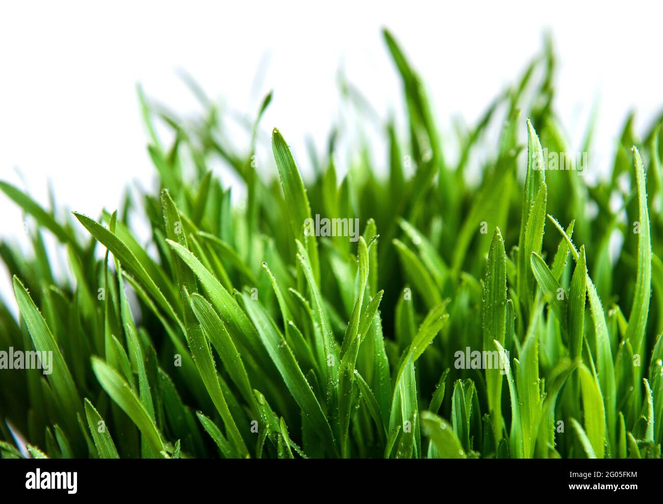 Green grass covered with water drops background Stock Photo - Alamy