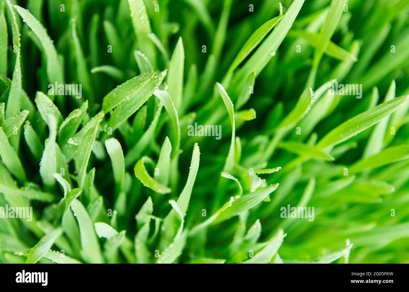 Green grass covered with water drops background Stock Photo - Alamy