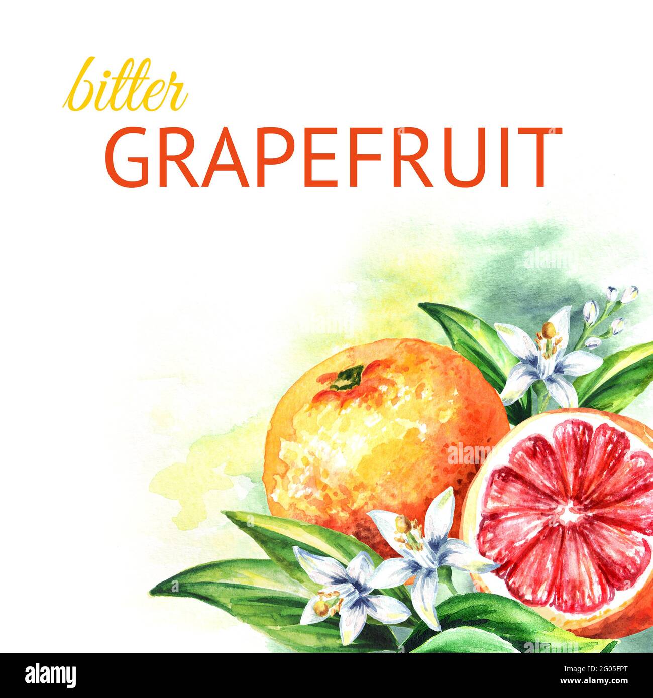 Grapefruit background. Watercolor hand drawn illustration Stock Photo ...