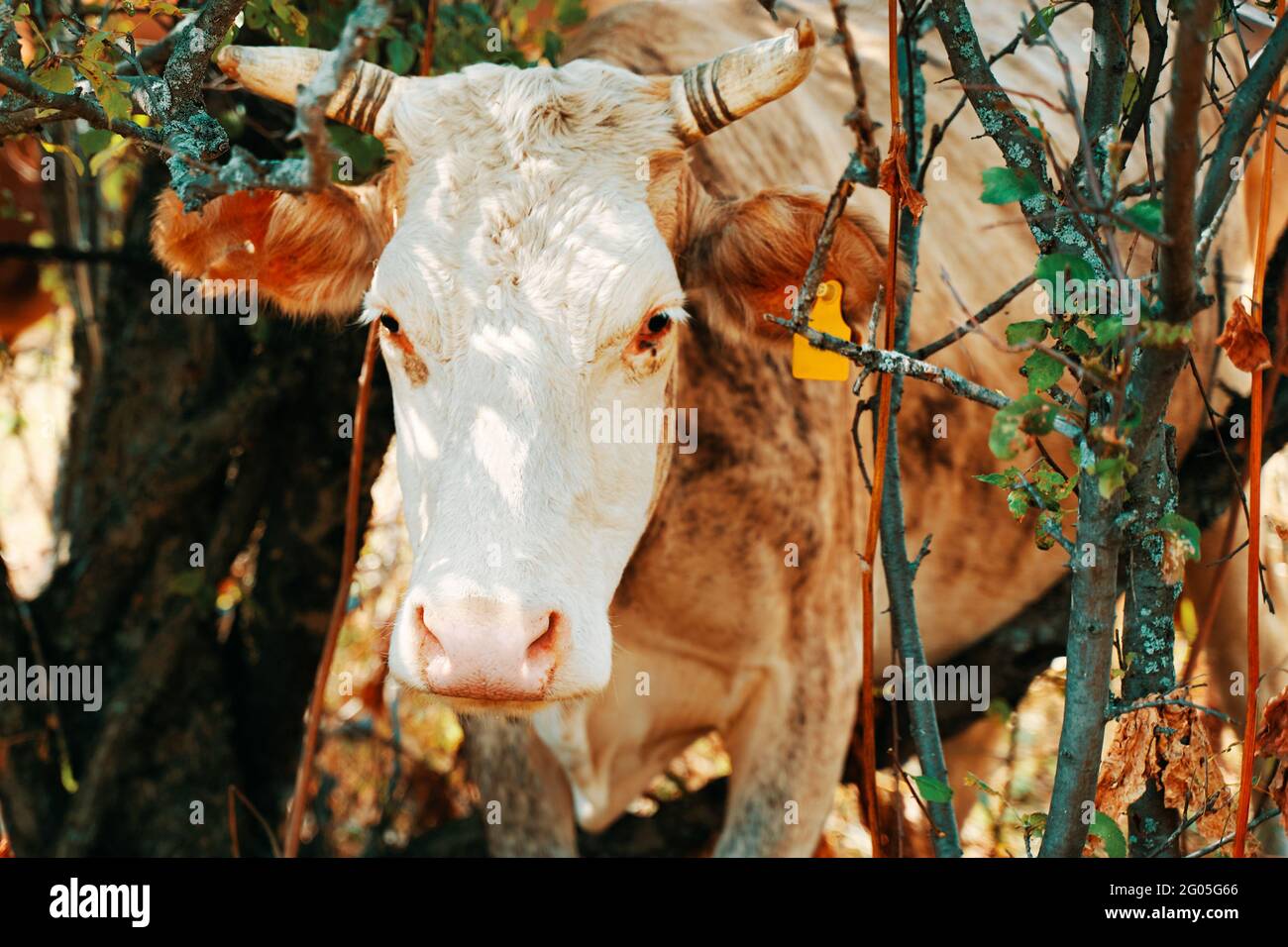 Cow with ear tags. Bovine was stuck in the trees. Close up. Curious horned pet. Domestic farm animals. Stock Photo