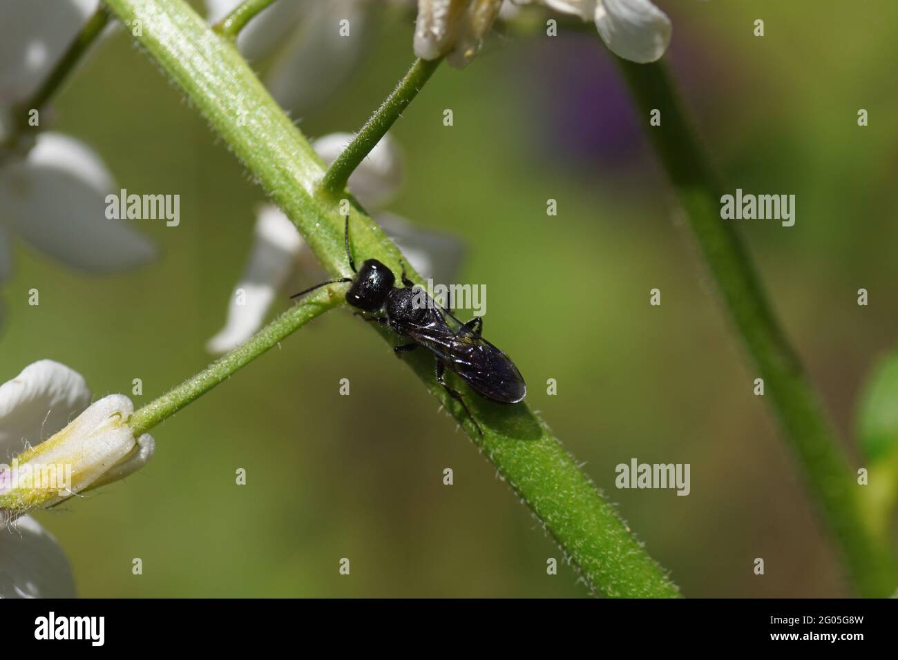 Black Aphid Wasp (Pemphredon spec). Family: Crabronidae looking for prey on a plant. Dame's rocket (Hesperis matronalis). Dutch garden, spring, May, Stock Photo