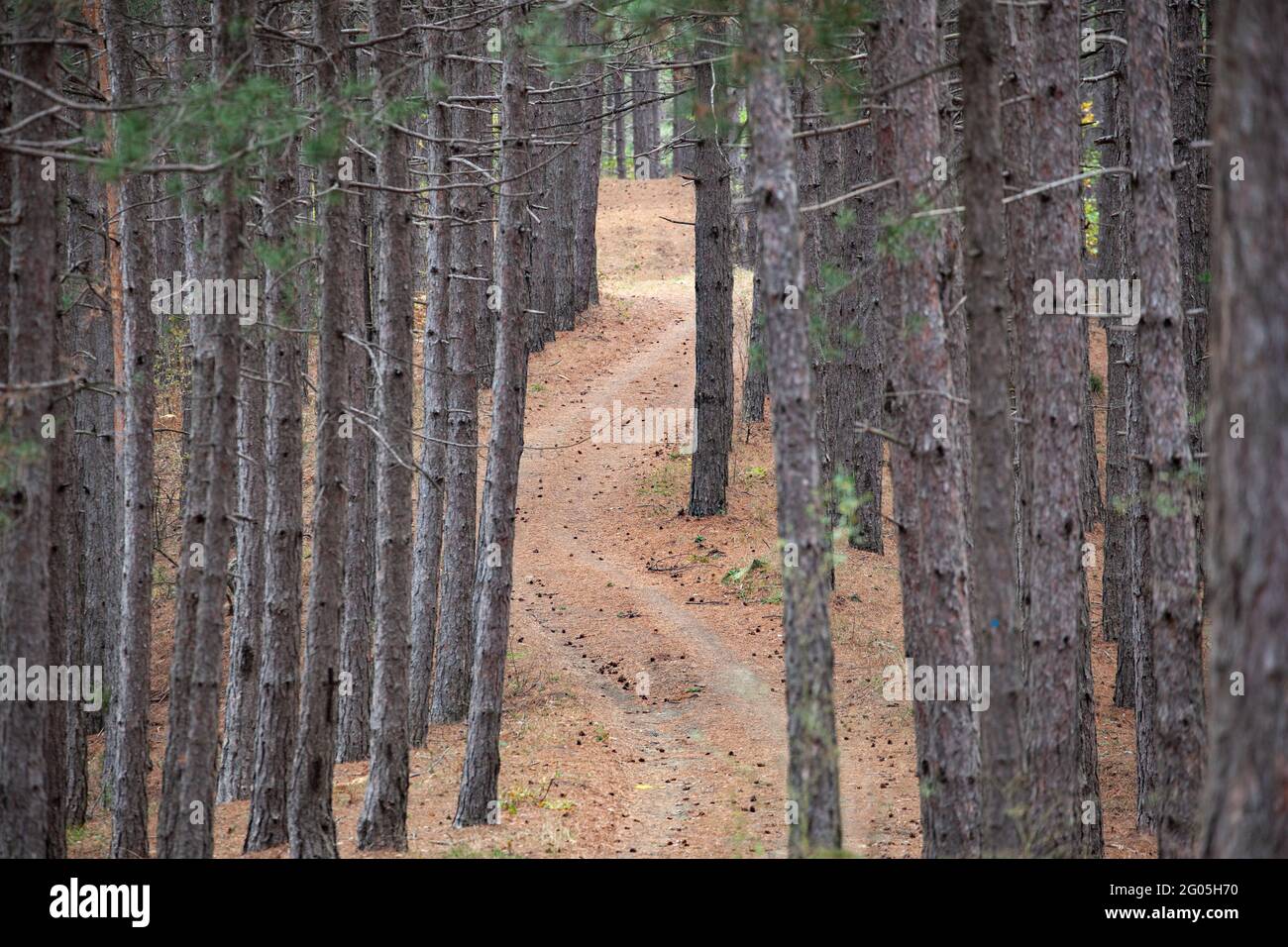 Landscape with winding curvy road path between the trees in a pine forest Stock Photo
