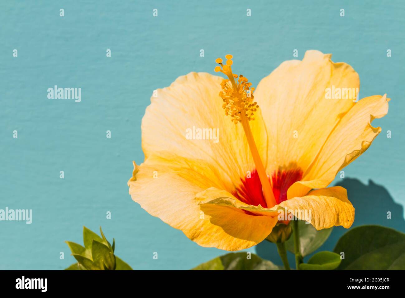 Peach And Yellow Hibiscus High Resolution Stock Photography and Images ...