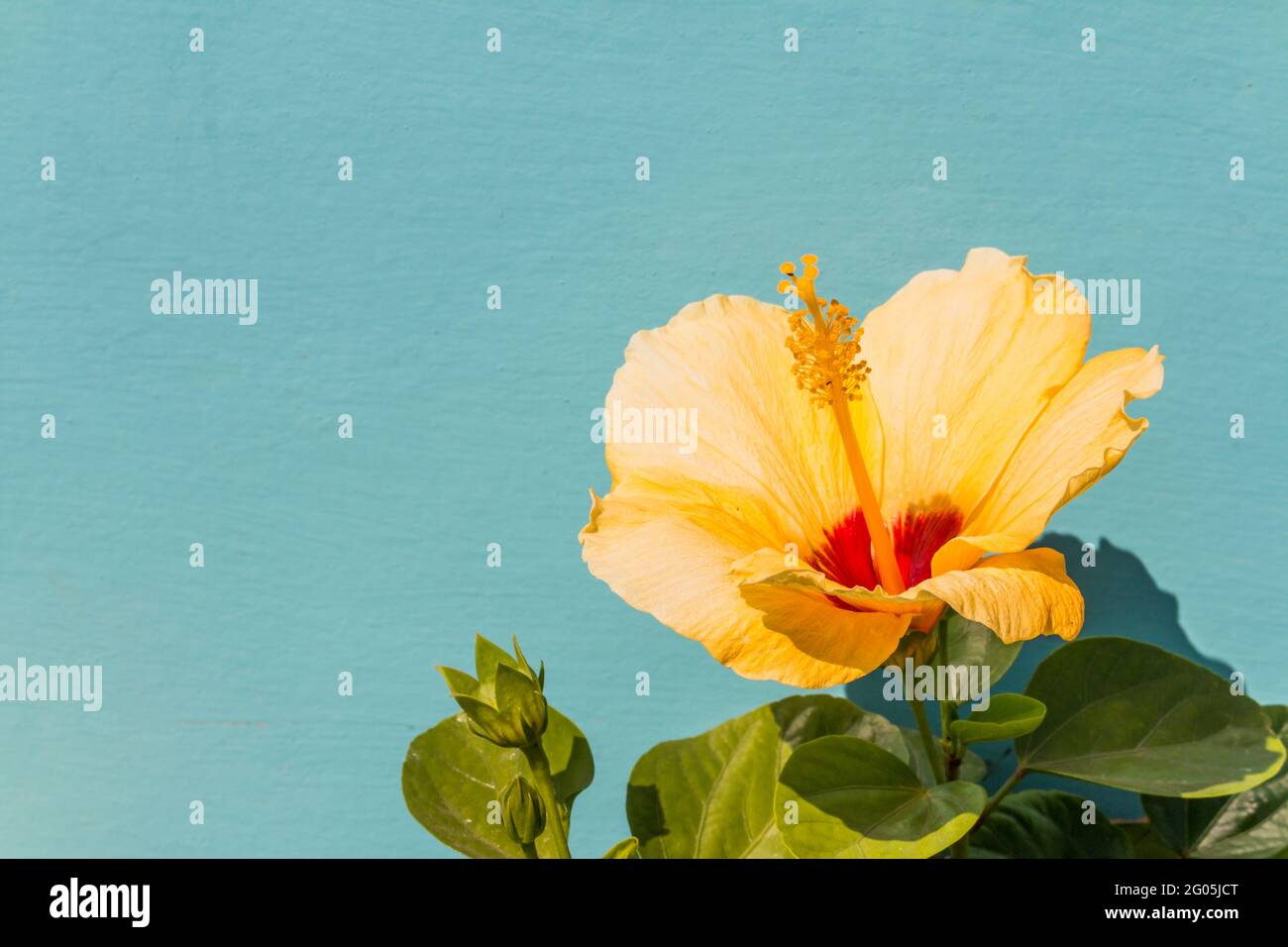 Peach and yellow hibiscus hi-res stock photography and images - Alamy